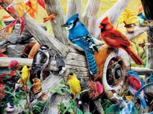 Backyard Birds