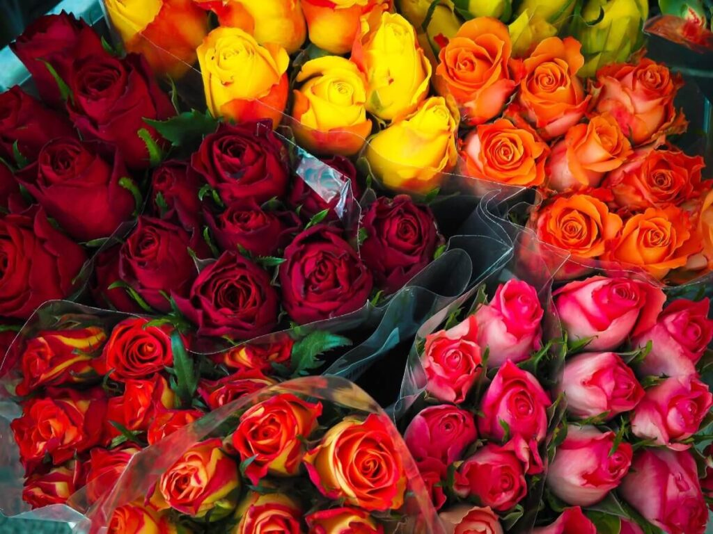 Roses Flower Valentine