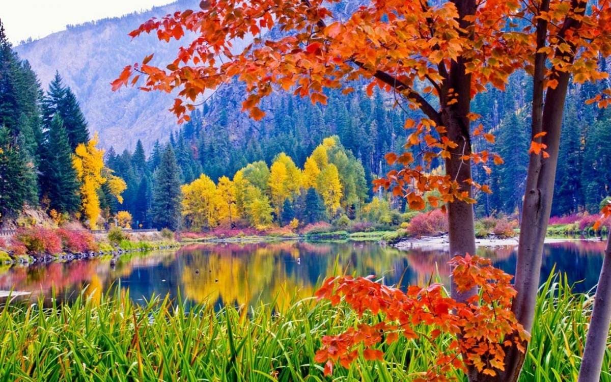 Forests