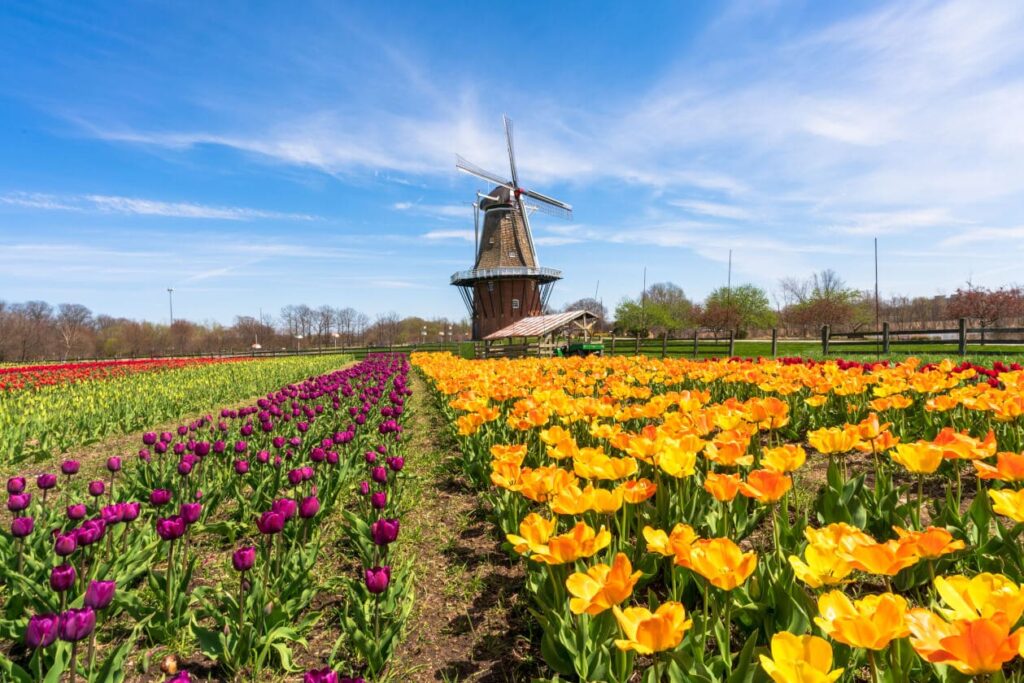 Field Tulip Time