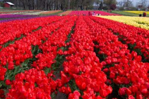 Fresh Wooden Shoe Tulip