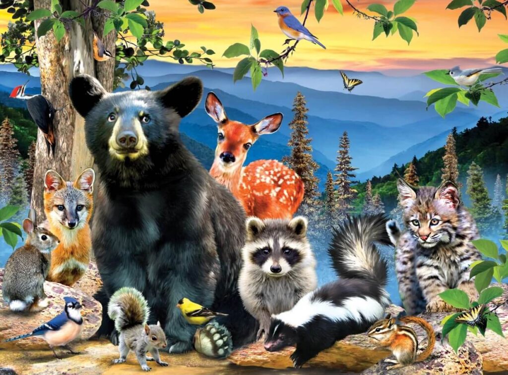 Wildlife of Great Smoky Mountains National Park