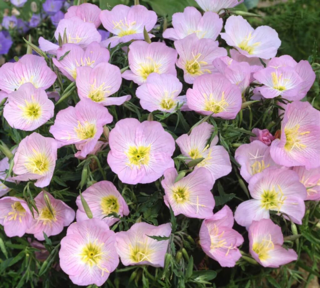 Lovely Pink Primrose Flower