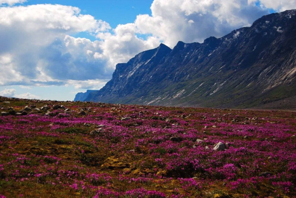 Wildflower Auyuittuq National Park, Canada