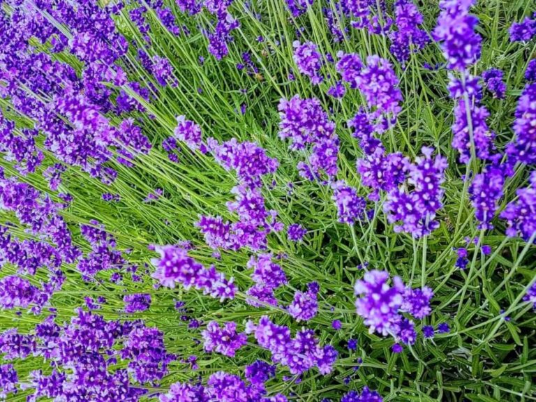 Lovely Purple Lavender Flower