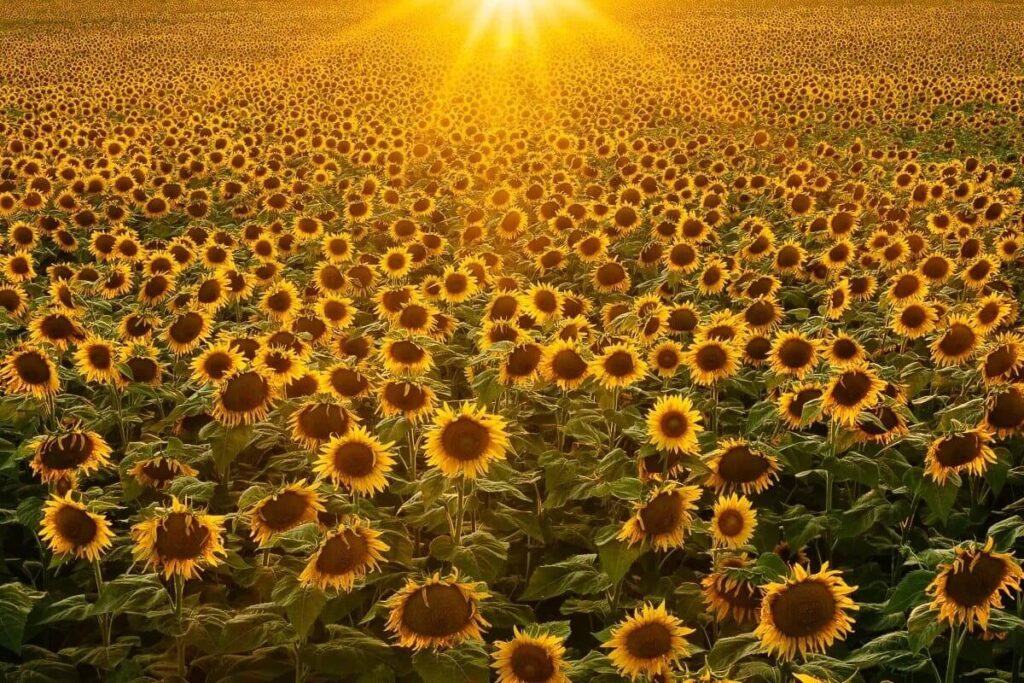 Sunrise Over the Sunflower Field