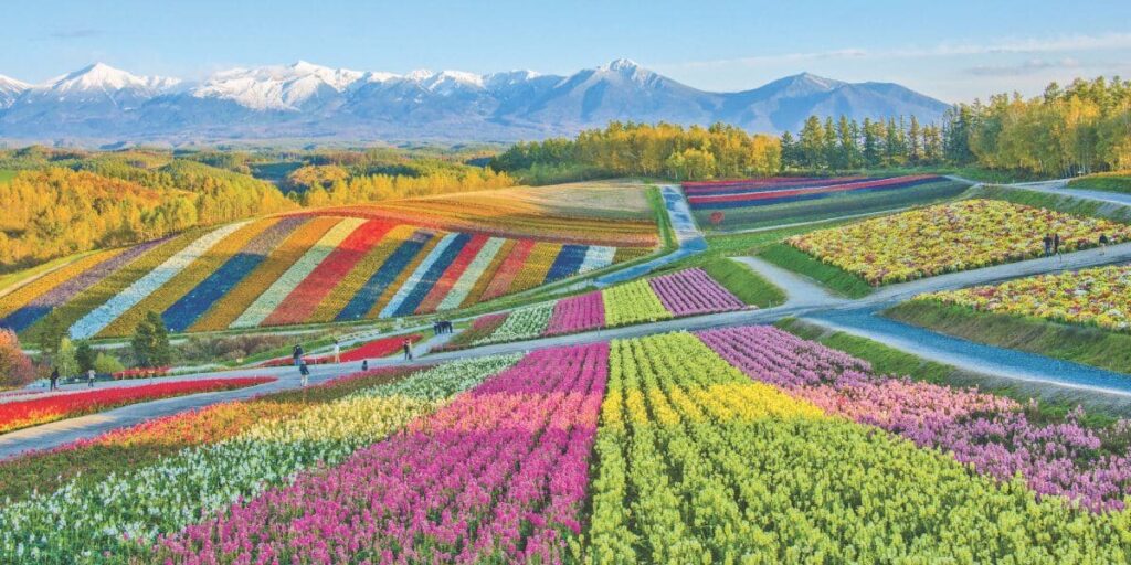 Field Flower Hokkaido, Japan