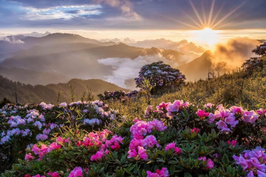 Floral Sunrise In Mountain