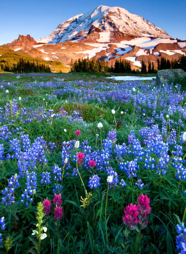 Wildflower in Mount Rainier National Park